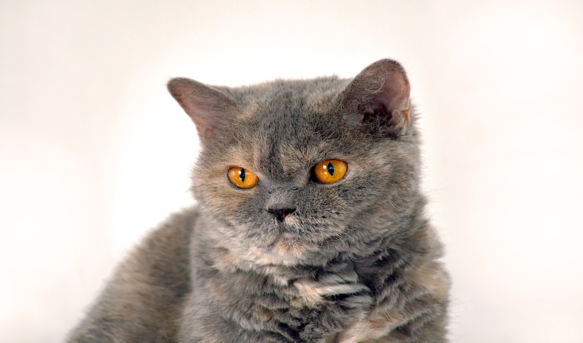 Selkirk Rex: macskaeledel és fajta portré